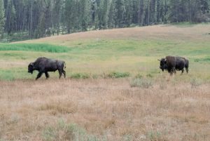 two bison in a meadow, Yellowstone National Park