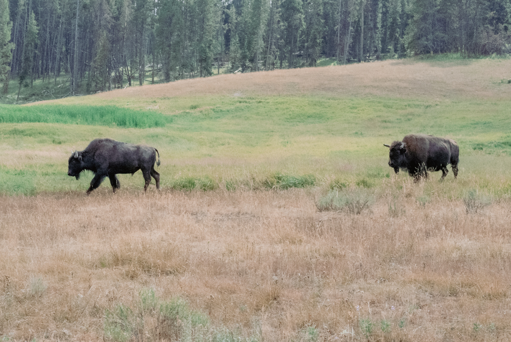 two bison in a meadow, Yellowstone National Park