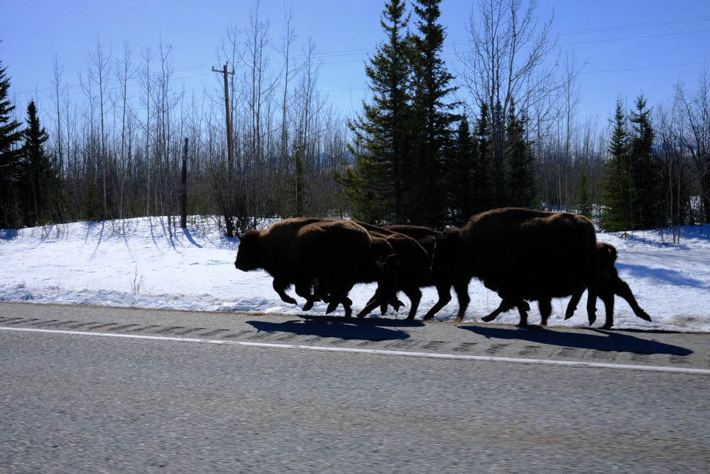 Bison running beside the road